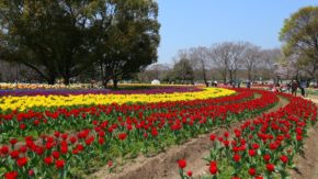 大阪万博記念公園 チューリップフェスタ