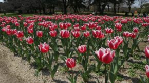 大阪万博記念公園 チューリップフェスタ