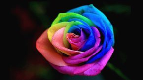 Rainbow Rose