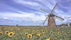 Sun Flower Windmill