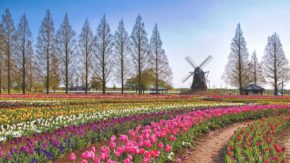 Tulip Windmill