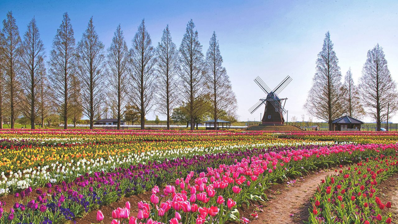 https://www.happy-clovers.com/wp-content/uploads/2020/07/TulipWindmill2MV1280.jpg